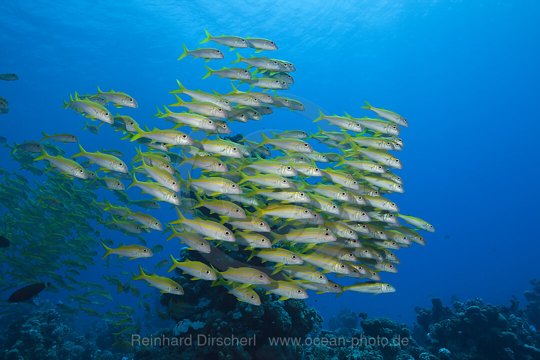 Schwarm Gelbflossen-Meerbarben, Mulloidichthys vanicolensis, Shaab Claudio, Rotes Meer, Aegypten