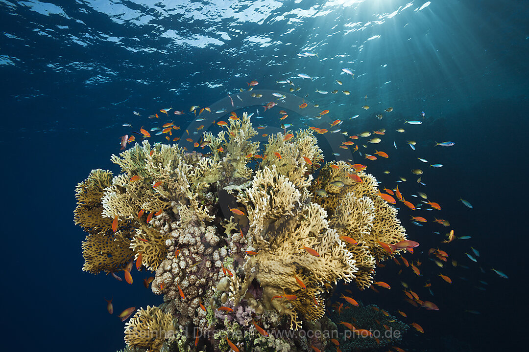 Harems-Fahnenbarsche und Feuerkorallen, Pseudanthias squamipinnis, St. Johns, Rotes Meer, Aegypten