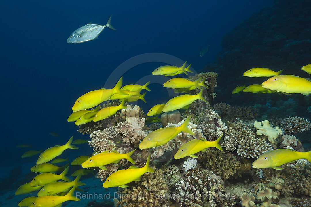 Schwarm Zitronenbarben, Parupeneus cyclostomus, St. Johns, Rotes Meer, Aegypten