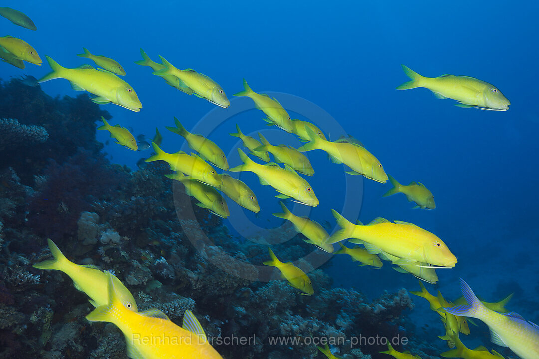 Schwarm Zitronenbarben, Parupeneus cyclostomus, St. Johns, Rotes Meer, Aegypten