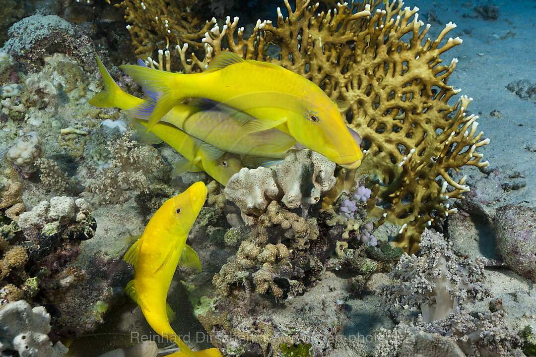 Schwarm Zitronenbarben, Parupeneus cyclostomus, St. Johns, Rotes Meer, Aegypten