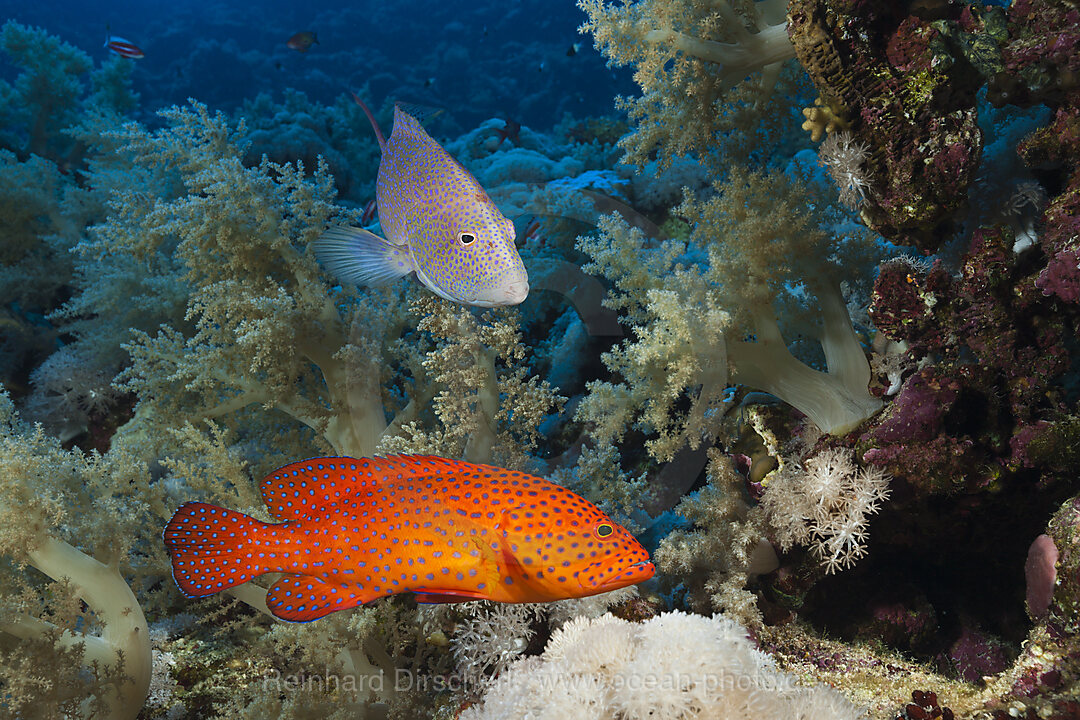 Juwelen-Zackenbarsch und Mondflossen-Zackenbarsch, Cephalopholis miniata, Elphinstone, Rotes Meer, Aegypten