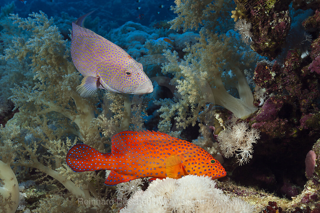 Juwelen-Zackenbarsch und Mondflossen-Zackenbarsch, Cephalopholis miniata, Elphinstone, Rotes Meer, Aegypten