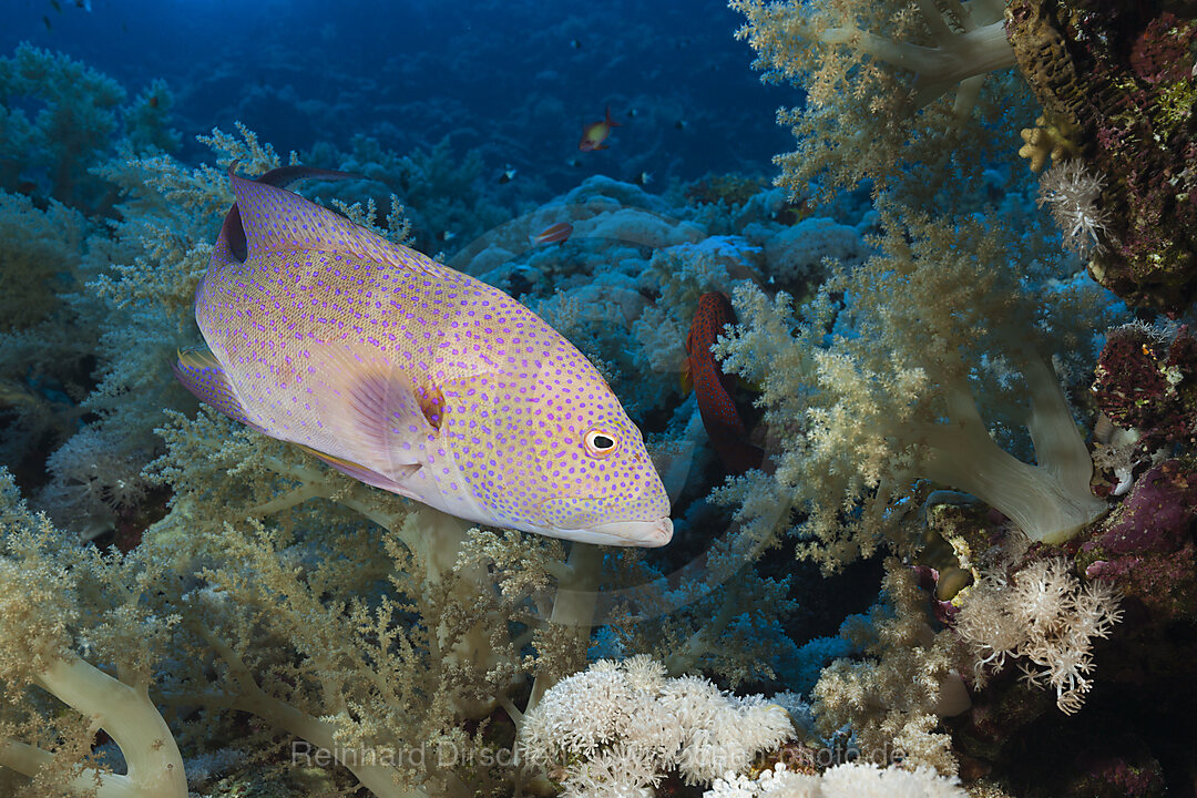 Lyretail Grouper