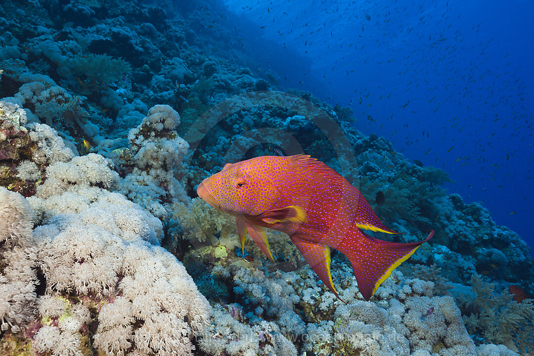 Mondflossen-Zackenbarsch, Variola louti, Elphinstone, Rotes Meer, Aegypten