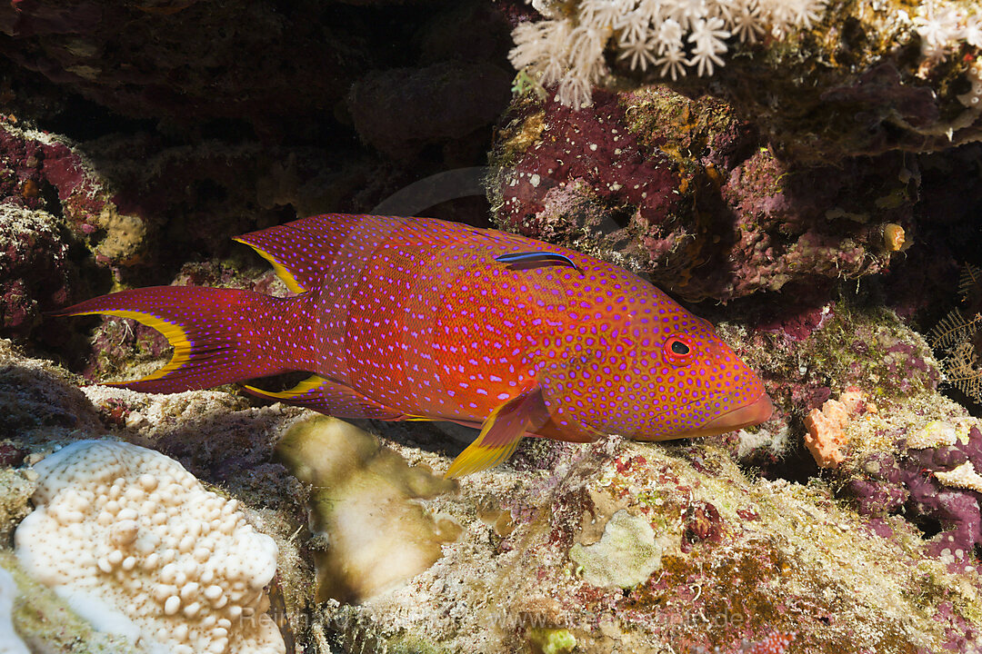 Mondflossen-Zackenbarsch, Variola louti, Elphinstone, Rotes Meer, Aegypten