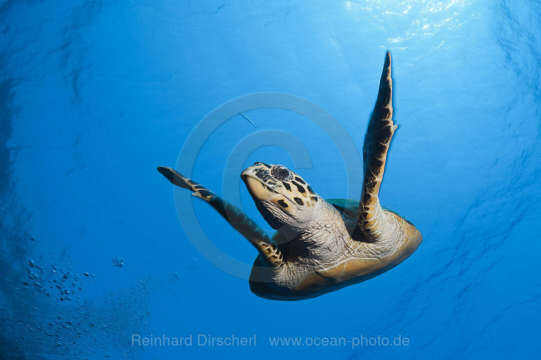 Hawksbill Sea Turtle