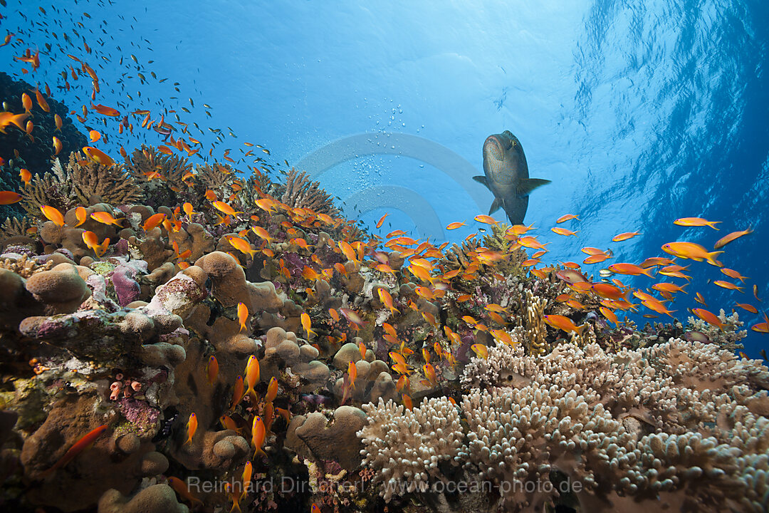 Harems-Fahnenbarsche am Riff, Pseudanthias squamipinnis, Elphinstone, Rotes Meer, Aegypten