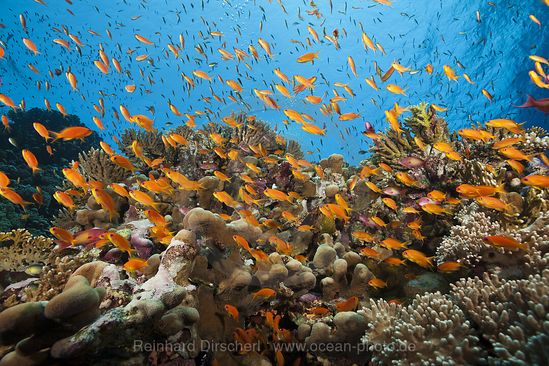 Harems-Fahnenbarsche am Riff, Pseudanthias squamipinnis, Elphinstone, Rotes Meer, Aegypten