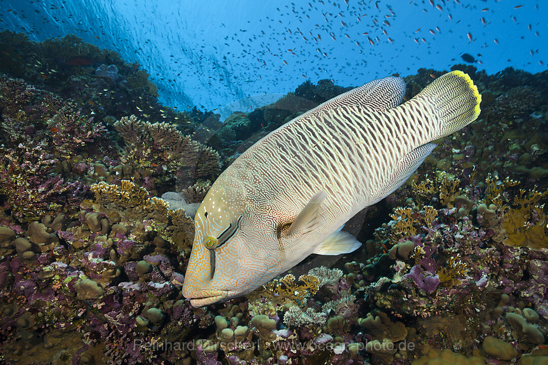 Junger Napoleon Lippfisch, Cheilinus undulatus, Elphinstone, Rotes Meer, Aegypten