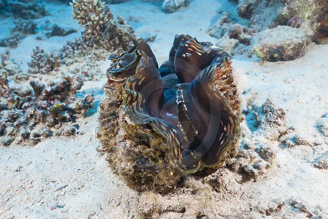 Moerdermuschel auf Sandgrund, Tridacna squamosa, Marsa Alam, Rotes Meer, Aegypten