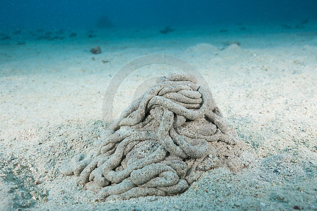 Excretions of Sea Cucumber