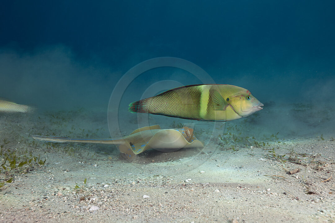 Blaupunkt-Stechrochen und Spiegelfleck-Junker, Taeniura lymma, Marsa Alam, Rotes Meer, Aegypten