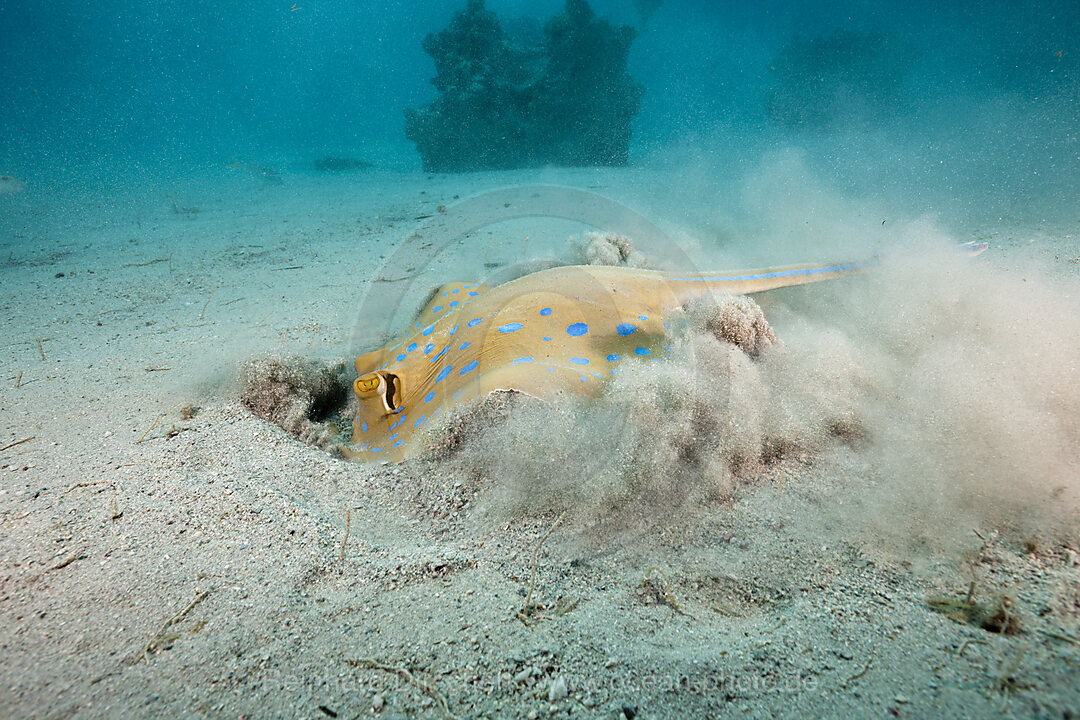 Blaupunkt-Stechrochen graebt nach Beute, Taeniura lymma, Marsa Alam, Rotes Meer, Aegypten