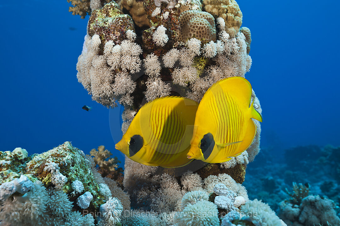 Paar Masken-Falterfische, Chaetodon semilarvatus, St. Johns, Rotes Meer, Aegypten