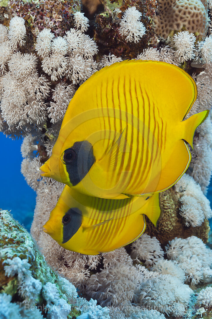 Paar Masken-Falterfische, Chaetodon semilarvatus, St. Johns, Rotes Meer, Aegypten