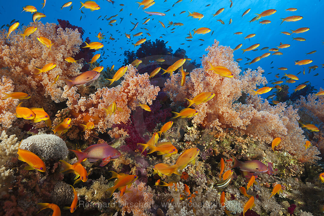 Harems-Fahnenbarsche am Riff, Pseudanthias squamipinnis, St. Johns, Rotes Meer, Aegypten