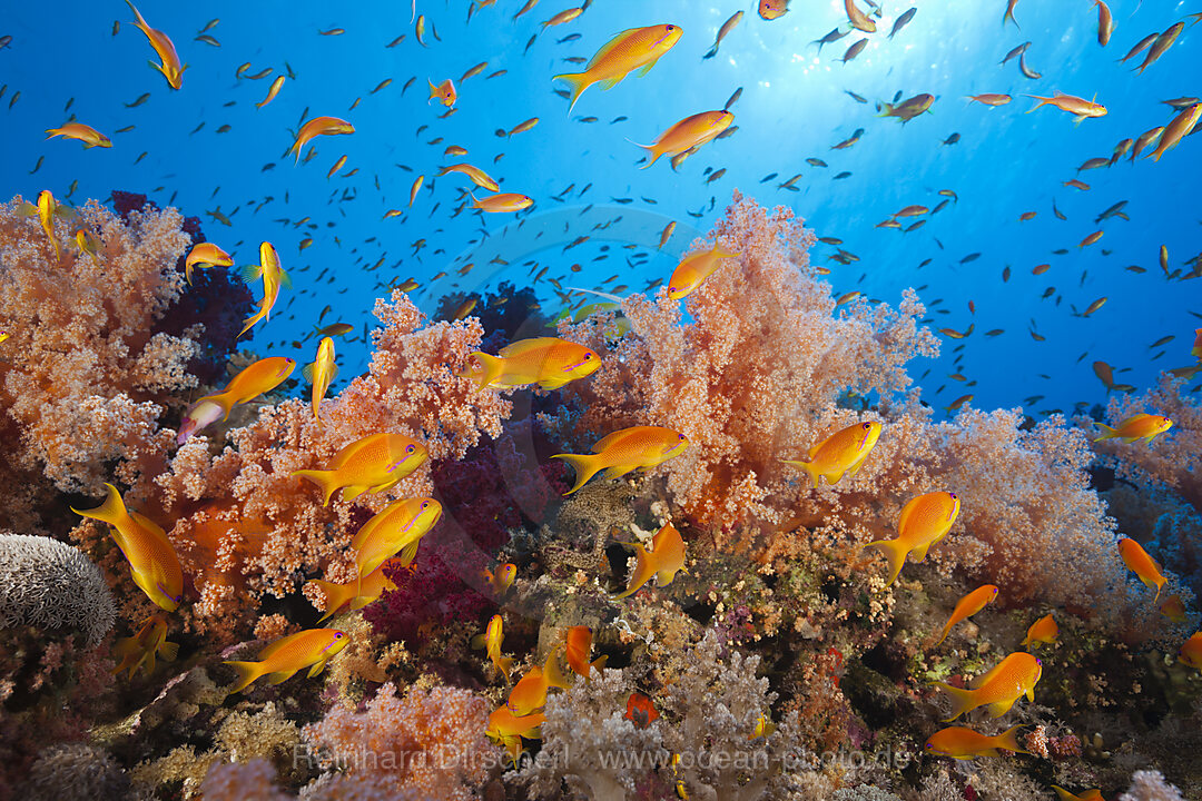 Harems-Fahnenbarsche am Riff, Pseudanthias squamipinnis, St. Johns, Rotes Meer, Aegypten