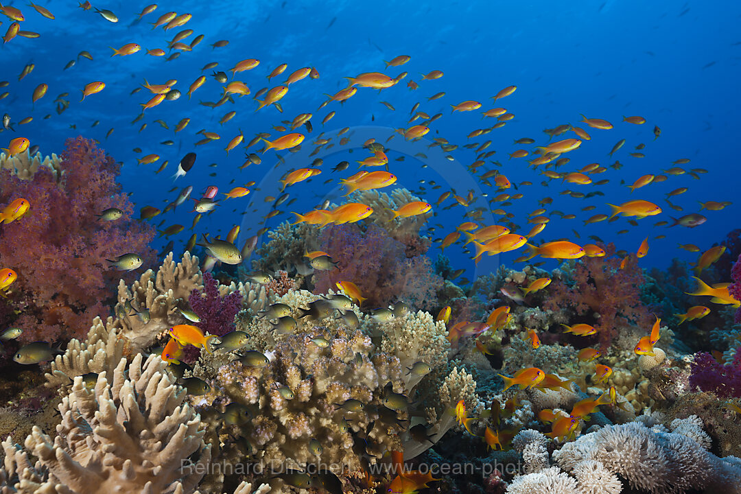 Harems-Fahnenbarsche am Riff, Pseudanthias squamipinnis, St. Johns, Rotes Meer, Aegypten