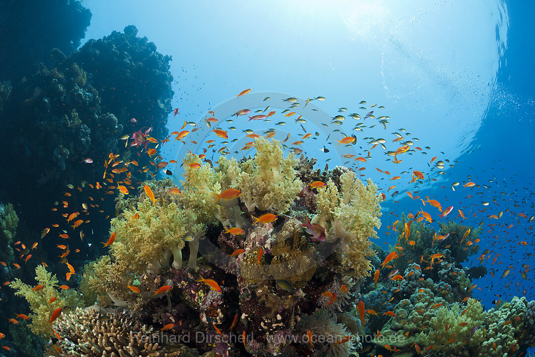 Harems-Fahnenbarsche am Riff, Pseudanthias squamipinnis, St. Johns, Rotes Meer, Aegypten