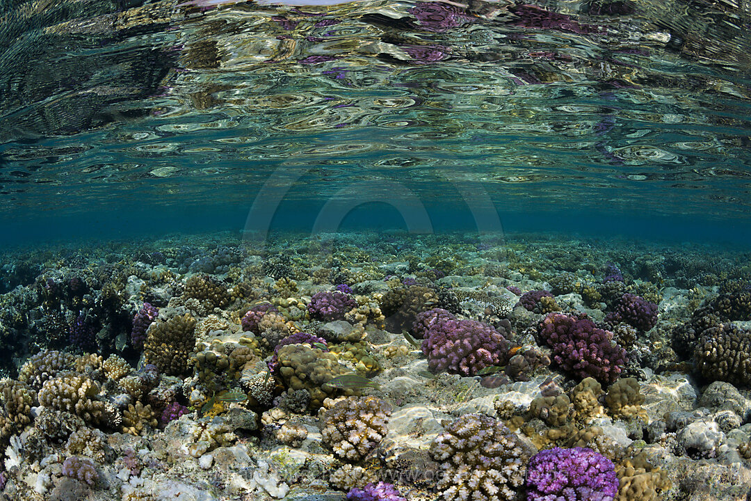 Corals growing on Reef Top