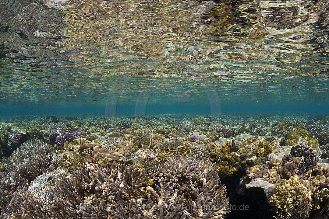 Corals growing on Reef Top