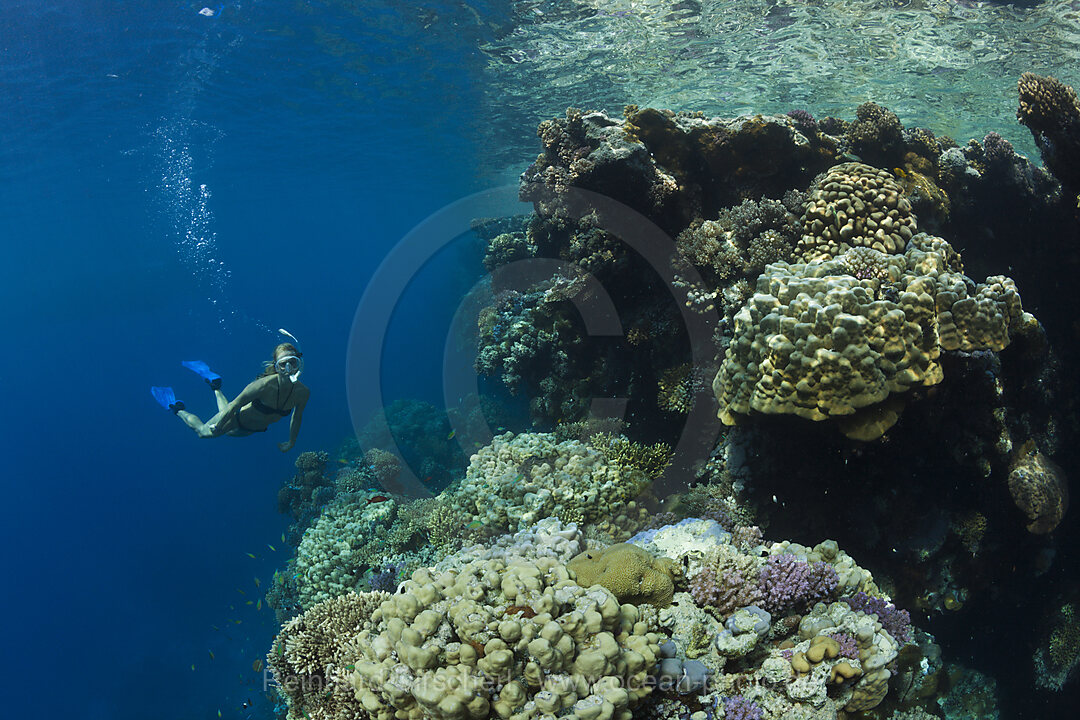 Schnorcheln im Roten Meer