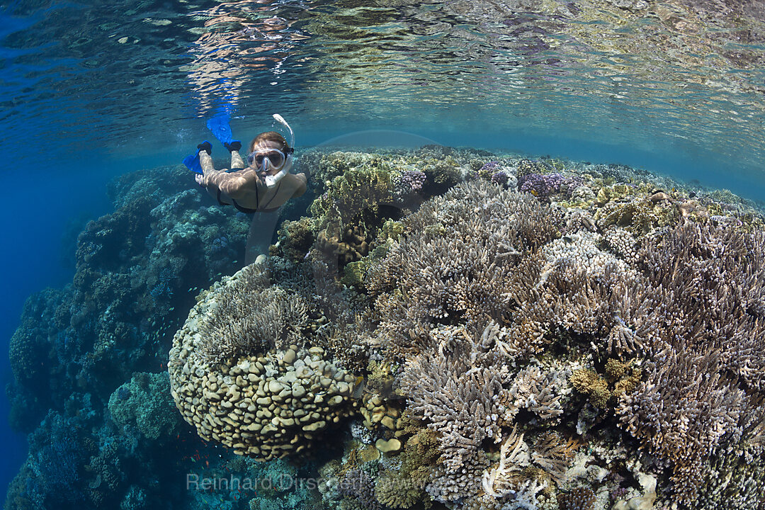 Skin Diving in Red Sea