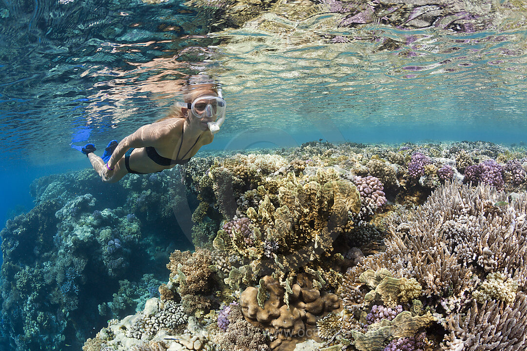 Schnorcheln im Roten Meer, n/a, Zabargad, Rotes Meer, Aegypten