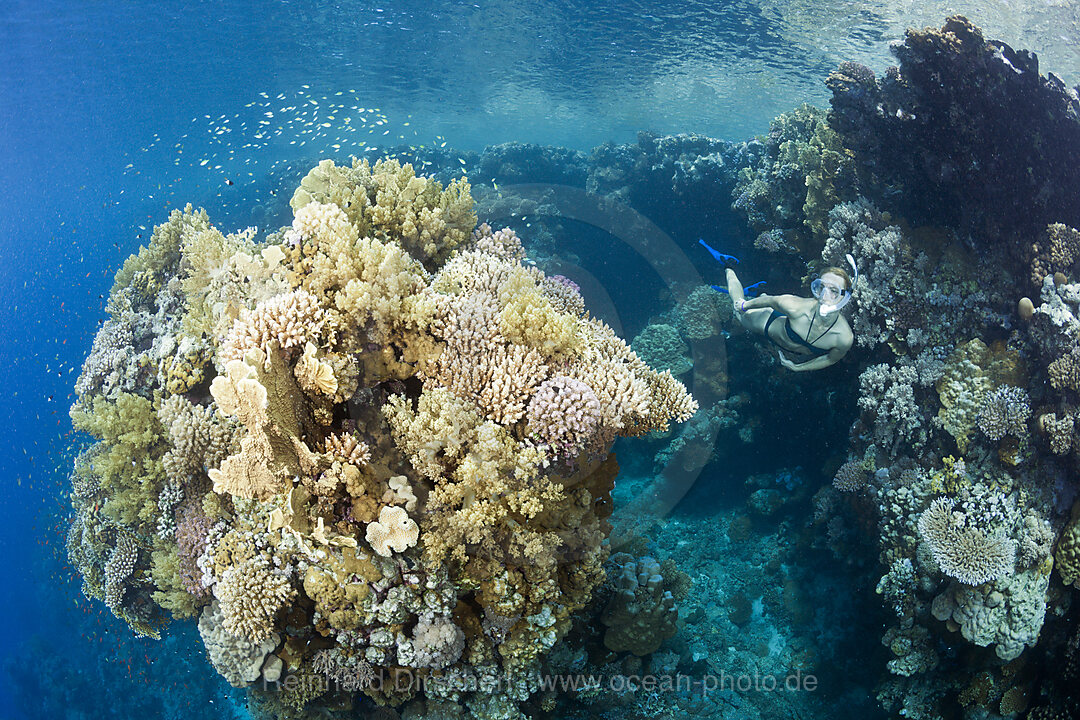 Skin Diving in Red Sea