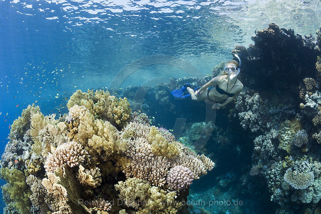 Skin Diving in Red Sea