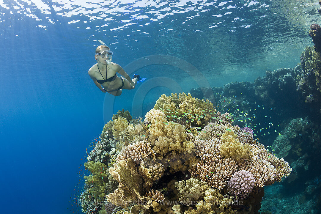 Schnorcheln im Roten Meer, n/a, Zabargad, Rotes Meer, Aegypten