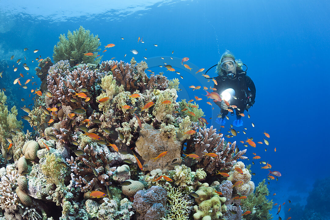 Scuba Diving in Red Sea