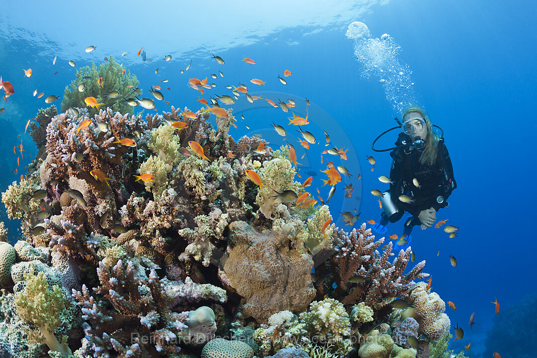 Tauchen im Roten Meer, n/a, St. Johns, Rotes Meer, Aegypten