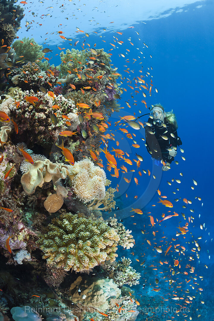 Tauchen im Roten Meer