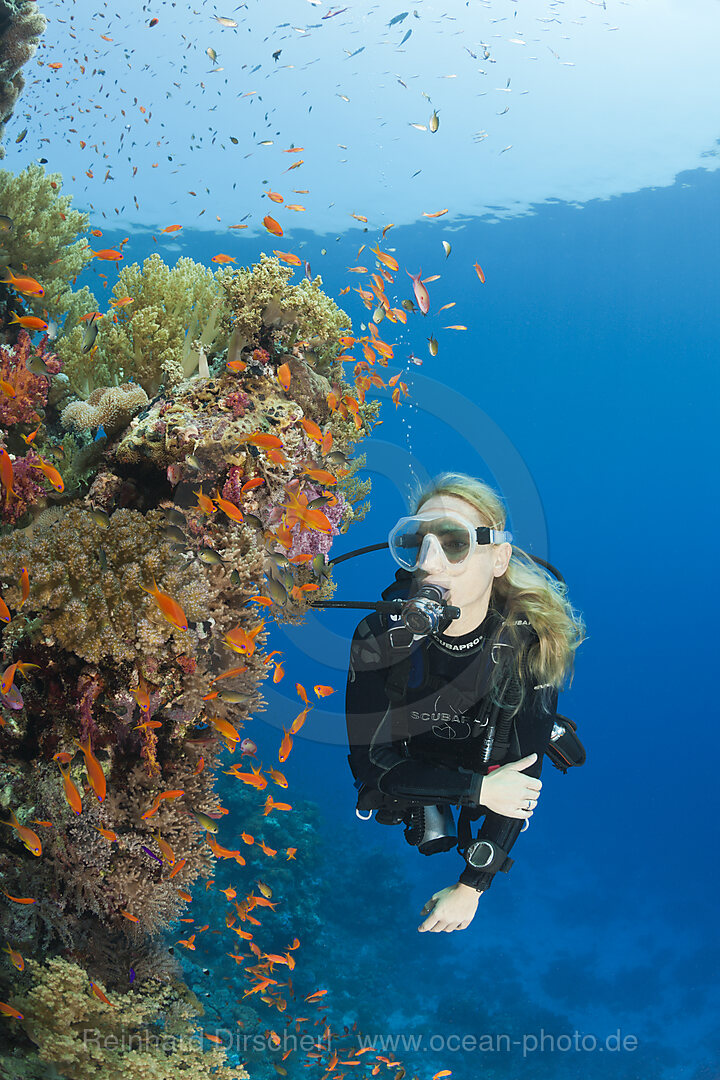 Scuba Diving in Red Sea