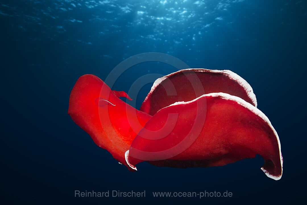 Spanische Taenzerin, Hexabranchus sanquineus, St. Johns, Rotes Meer, Aegypten