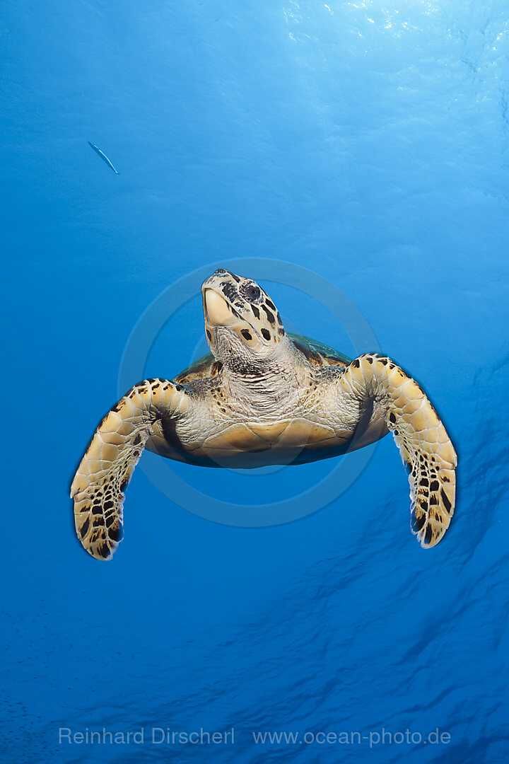 Echte Karettschildkroete, Eretmochelys imbricata, Elphinstone, Rotes Meer, Aegypten