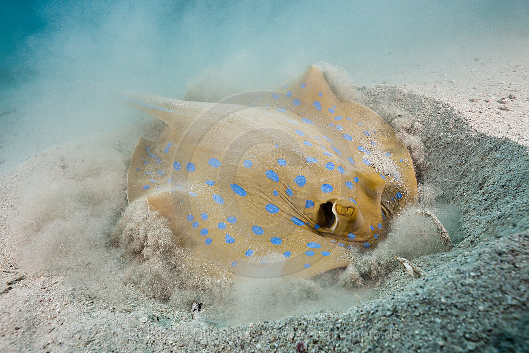 Bluespotted Ribbontail Ray digging for Prey