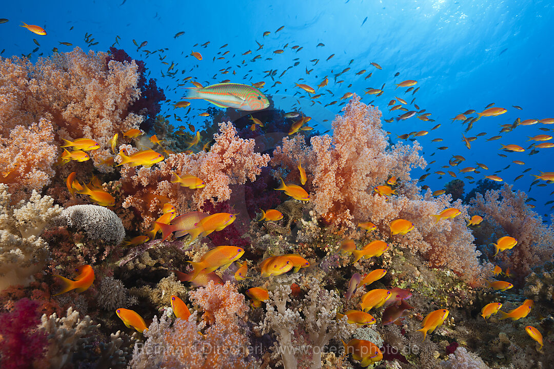 Harems-Fahnenbarsche am Riff, Pseudanthias squamipinnis, Elphinstone, Rotes Meer, Aegypten