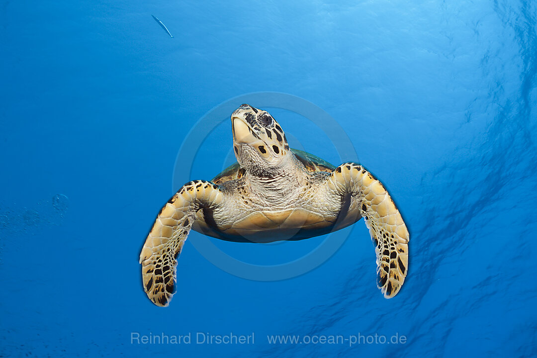 Hawksbill Sea Turtle