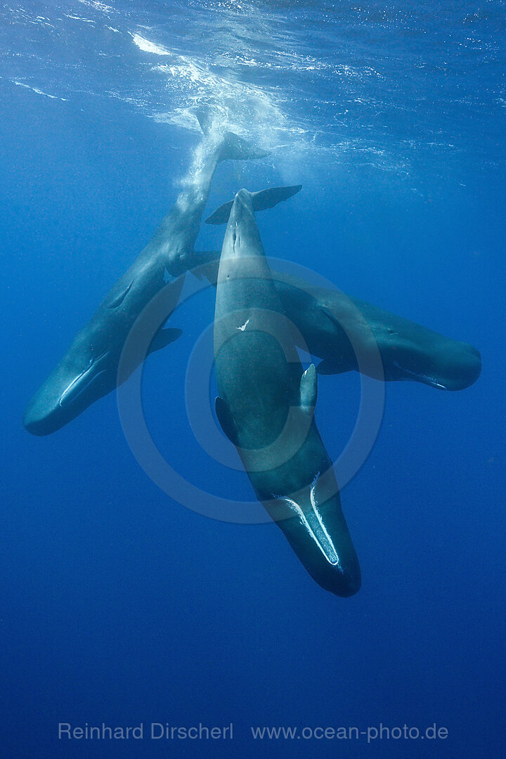 Social bahavior of Sperm Whale, Physeter macrocephalus, Caribbean Sea, Dominica