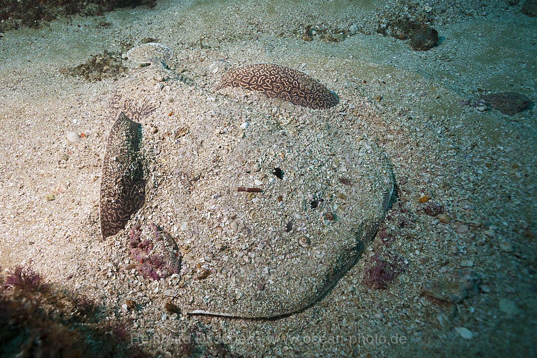 Torpedorochen unter Sand, Torpedo sinuspersici, Aliwal Shoal, Indischer Ozean, Suedafrika