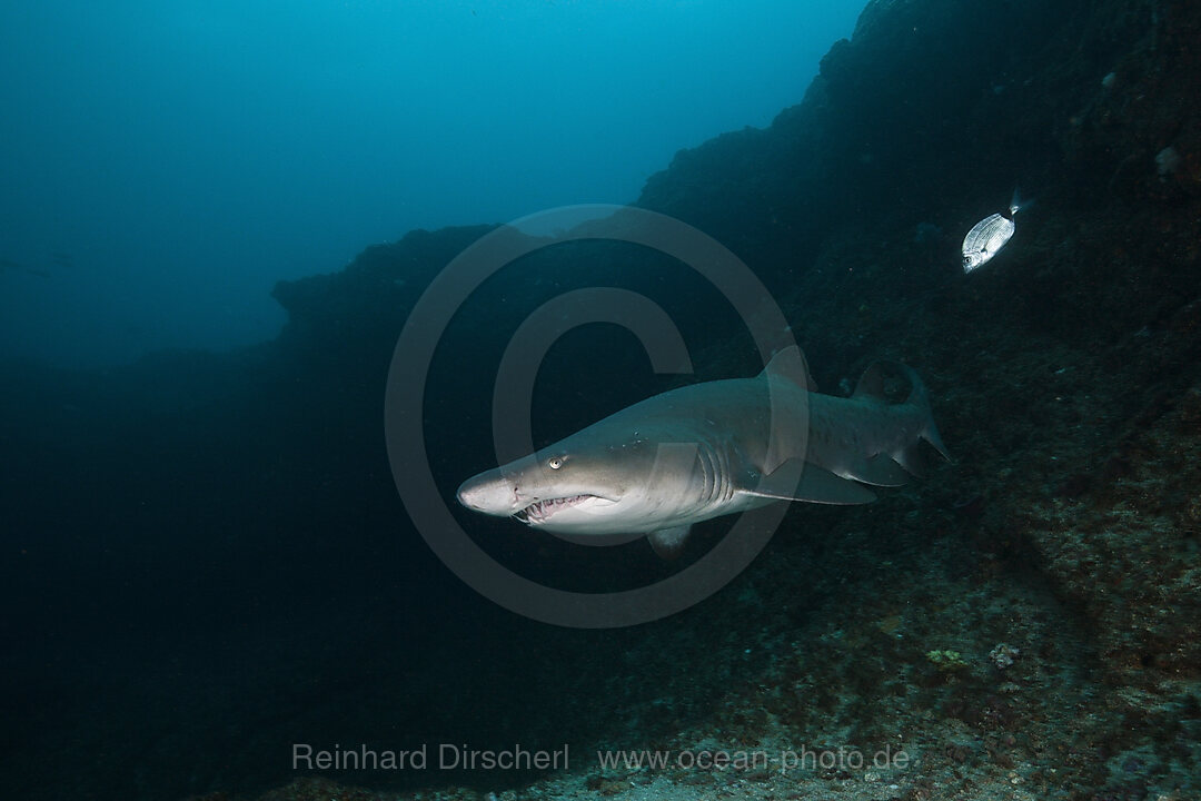 Sandtigerhai, Carcharias taurus, Aliwal Shoal, Indischer Ozean, Suedafrika