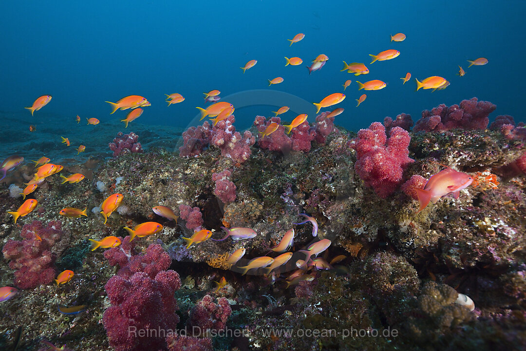 Juwelen-Fahnenbarsche am Riff, Pseudanthias squamipinnis, Aliwal Shoal, Indischer Ozean, Suedafrika