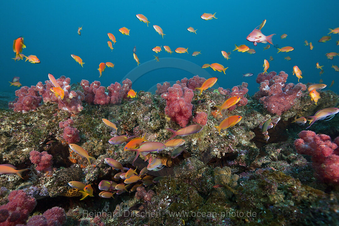 Lyretail Anthias over Coral Reef