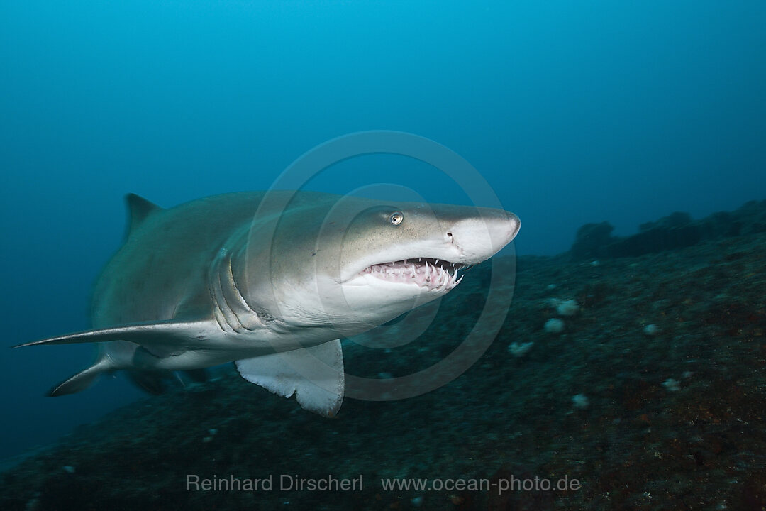 Sandtigerhai, Carcharias taurus, Aliwal Shoal, Indischer Ozean, Suedafrika