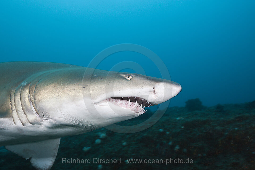 Sand Tiger Shark