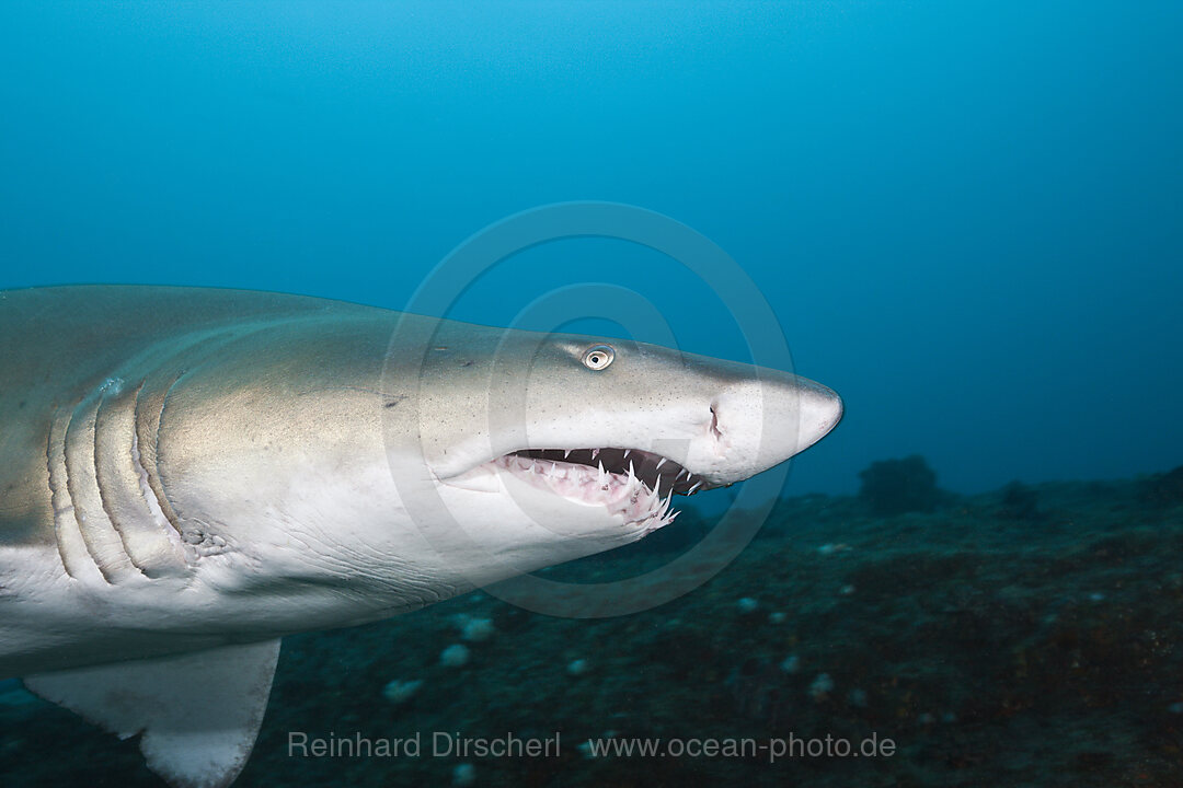 Sandtigerhai, Carcharias taurus, Aliwal Shoal, Indischer Ozean, Suedafrika