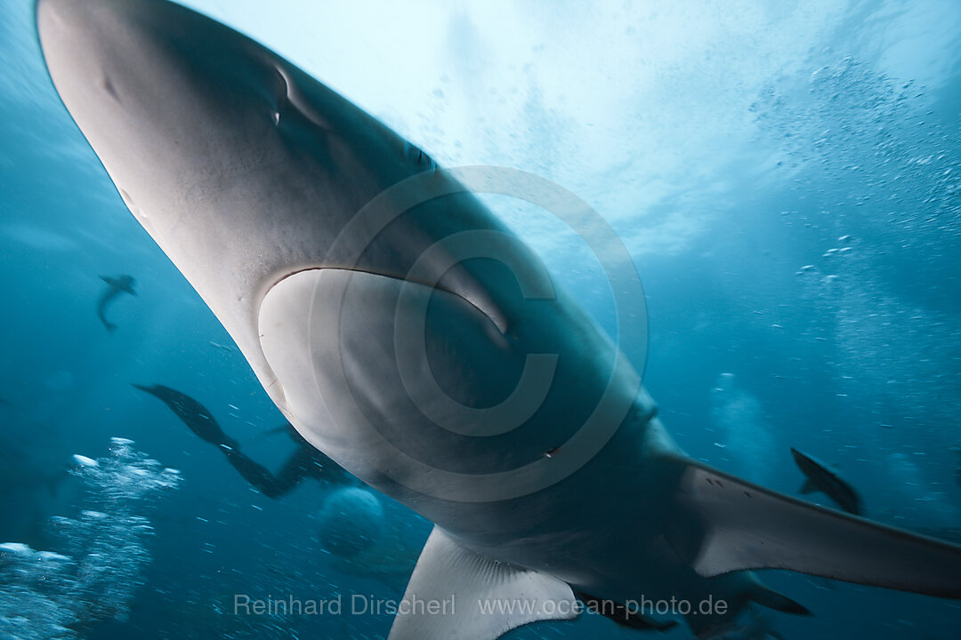 Schwarzspitzenhai, Carcharhinus limbatus, Aliwal Shoal, Indischer Ozean, Suedafrika